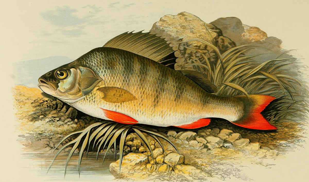 perch-fish-clipart-illustration.jpg