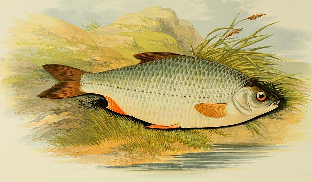 roach-fish-clipart-illustration.jpg
