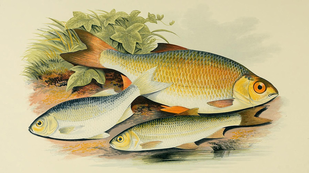 rudd-azurine-dobule-fish-clipart-illustration.jpg