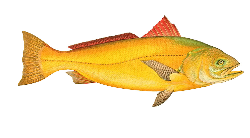 sciaena-fish-clipart-illustration.jpg