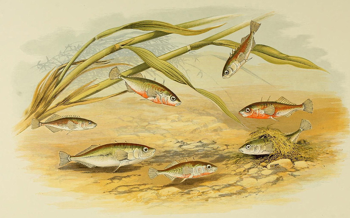 sticklebacks-fish-clipart-illustration.jpg