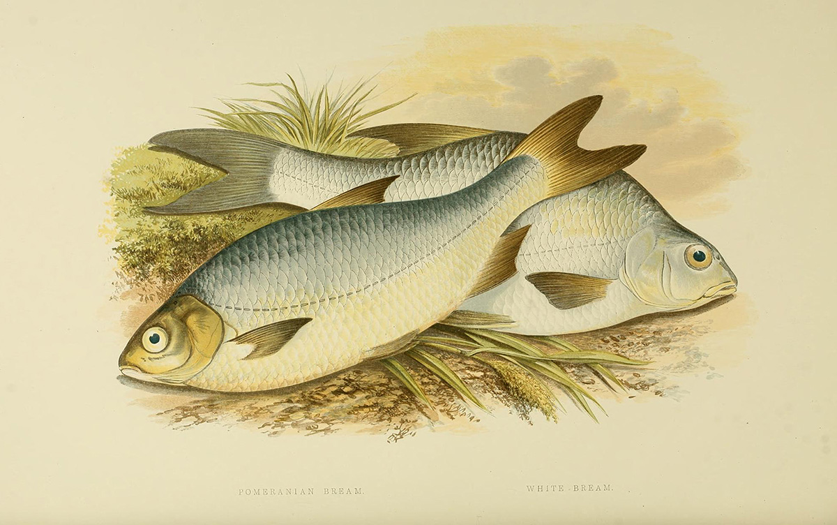 white-pomeranian-bream-fish-clipart-illustration.jpg