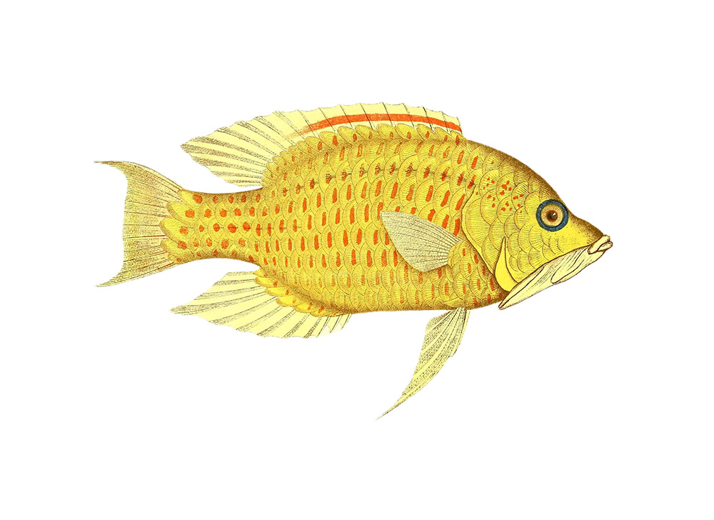 yellow-red-fish-illustration-clipart.jpg