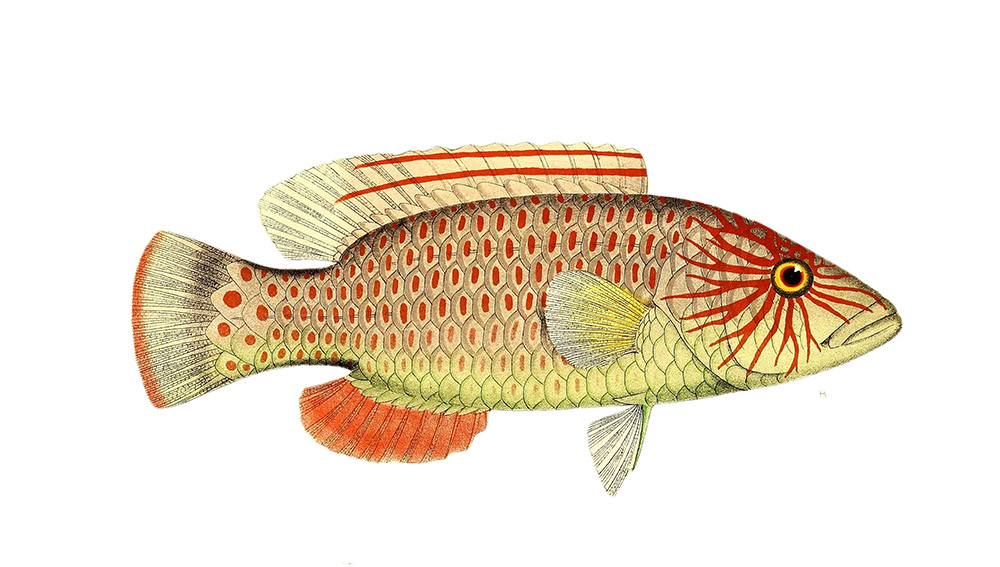 yellow-red-scaled-fish-with-red-marking-near-eye-snake-illustration-clipart.jpg