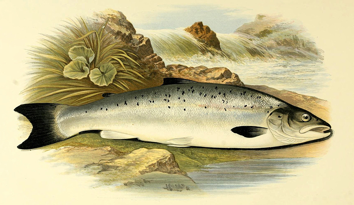 young-salmon-fish-clipart-illustration.jpg