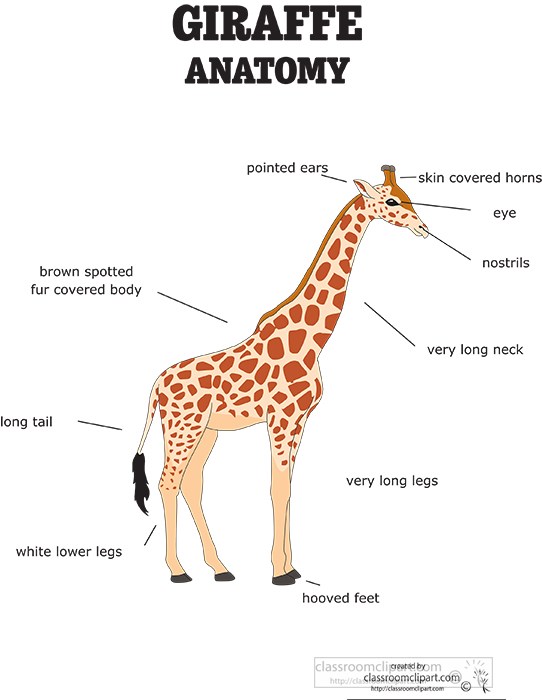 giraffe-external-anatomy-labeled-clipart.jpg