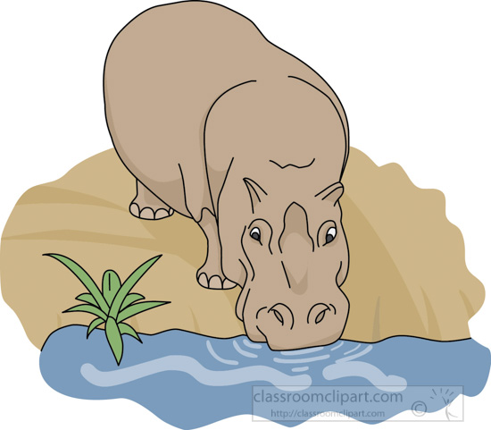 hippopotamus_drinking_water_212_4.jpg