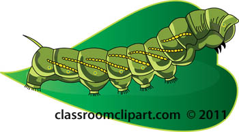 caterpillar-on-leaf.jpg