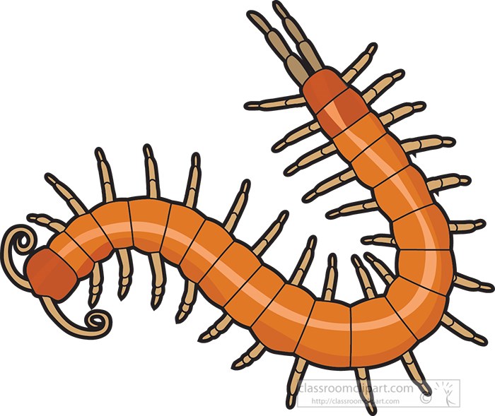 centipedes-one-pair-legs-clipart.jpg
