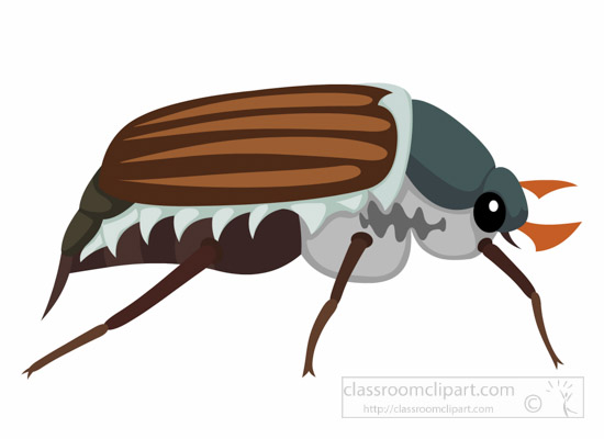 cockchafer-insect-clipart.jpg