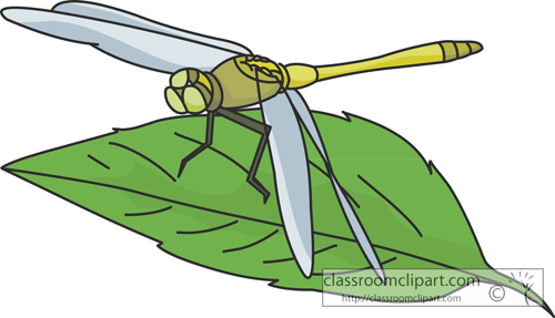 dragonfly_on_a_plant_leaf.jpg