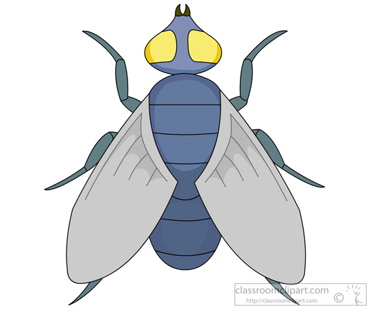 fly-insects-974.jpg