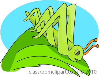 grasshopper-on-leaf-1110.jpg