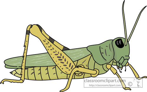 grasshopper_728.jpg