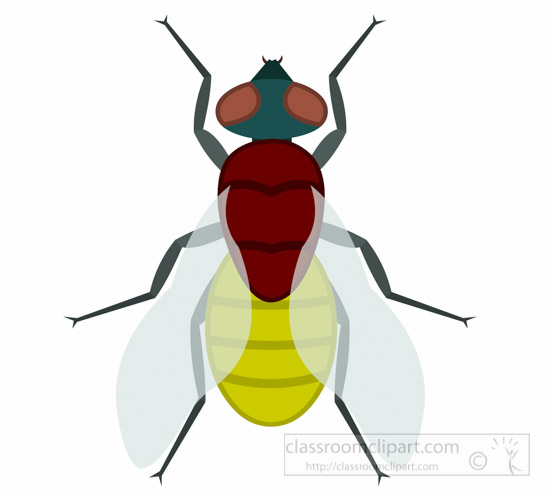 house-fly-insect-clipart.jpg