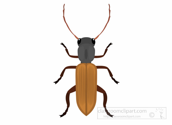 long-gorned-beetle-insect-clipart.jpg