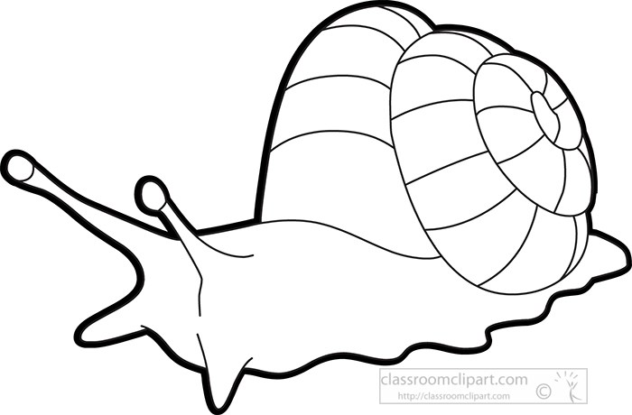mollusks-giant-land-snail-outline-clipart.jpg