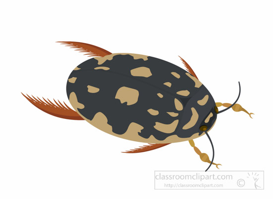 spotted_water_beetle_insect_clipart.jpg