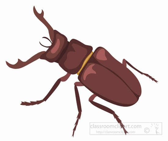 stag-beetle-insect-clipart.jpg