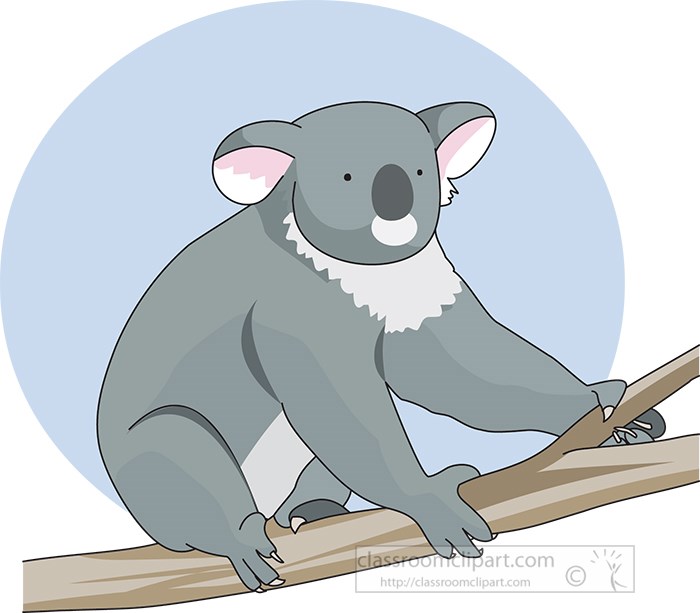 gray-koala-bear-sits-on-tree-branch.jpg