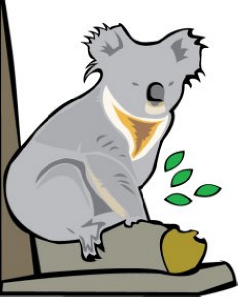 koala_1.jpg