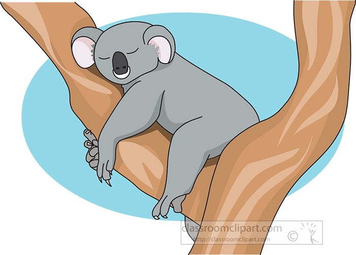 sleepy-koala-bear-resting-on-large-tree.jpg