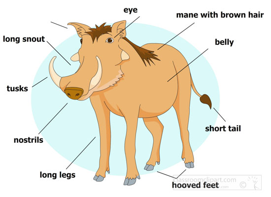 clip-art-image-depicting-the-anatomy-of-a-warthog.jpg