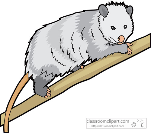 opossum_726.jpg