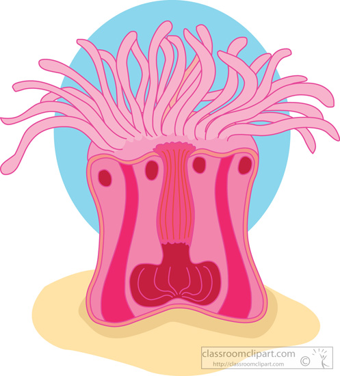 cross-section-sea-anemone.jpg