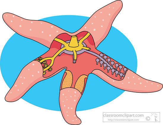 internal-anatomy-star-fish.jpg