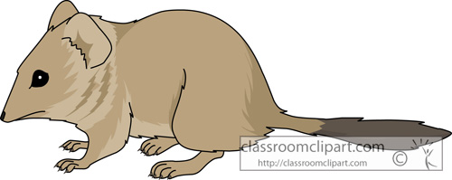 crest_tailed_marsupial_mouse.jpg