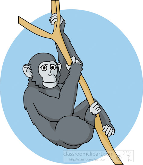 chimpanzee_in_tree01A.jpg