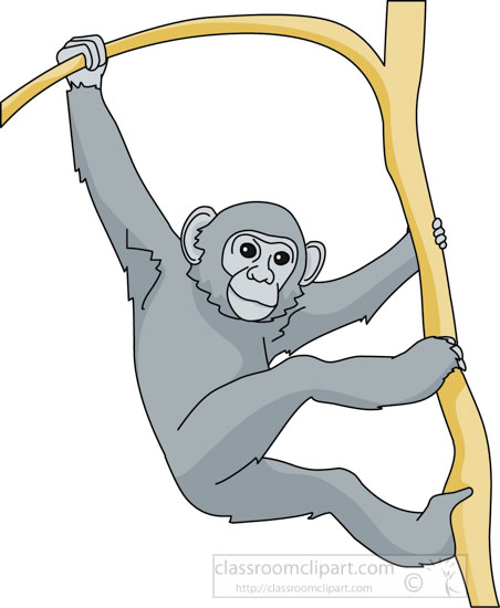 chimpanzee_tree_branch_03A.jpg