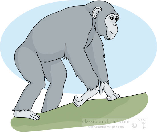 chimpanzee_walking_02a.jpg