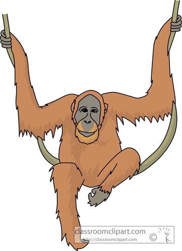 orangutan_713.jpg