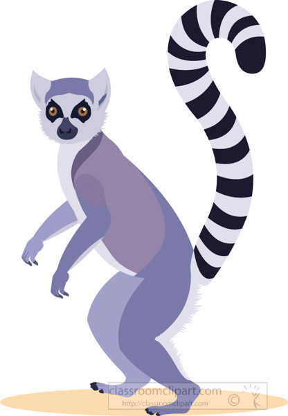 ringtail-animal-lemur.jpg