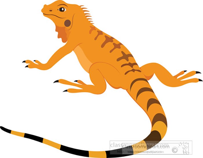 friendly-orange-iguana-lizard-reptile-educational-clip-art-graphic_01.jpg