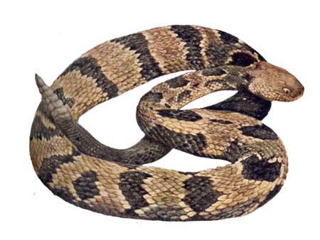 CDC_rattlesnake.jpg