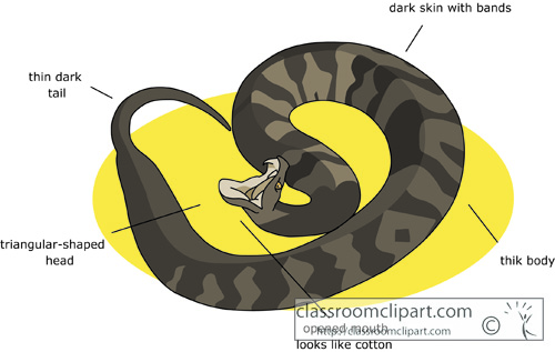 cottonmouth_snake.jpg