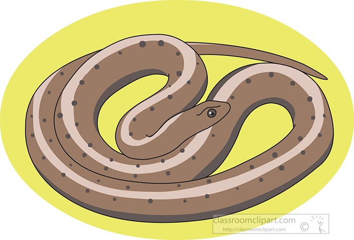 northern-brown-snake.jpg
