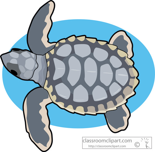 flatback_sea_turtle.jpg
