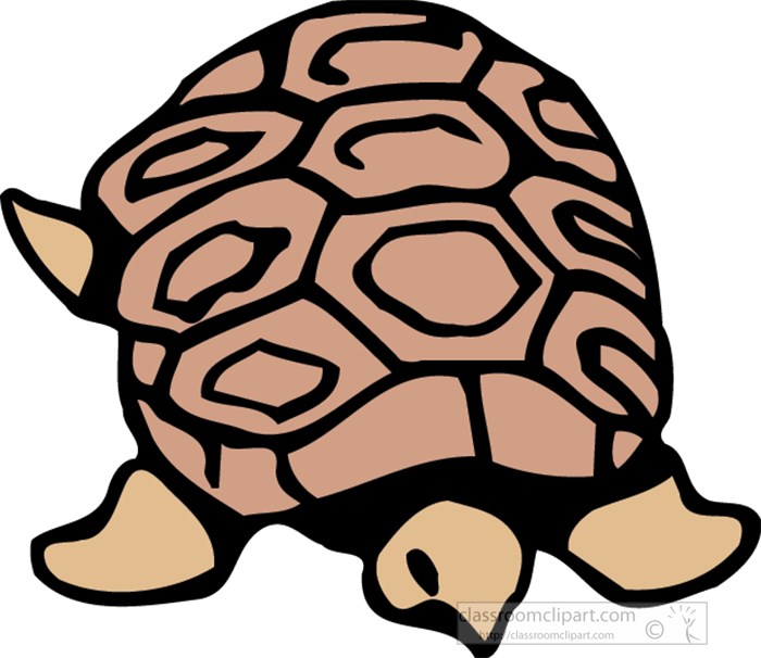 small-brown-tortoise-top-view.jpg