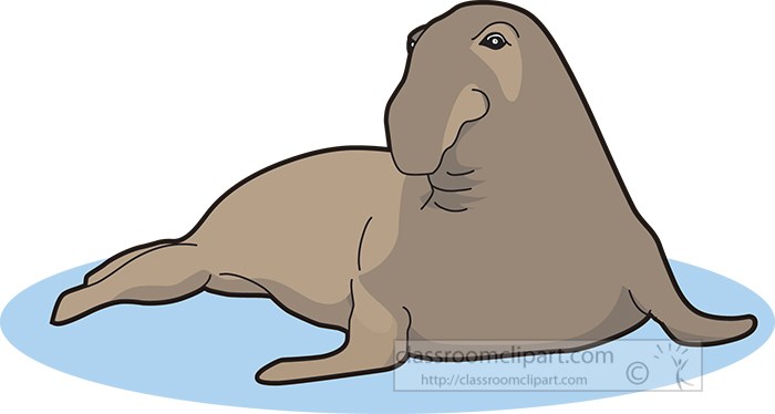 elephant-seal-clipart.jpg