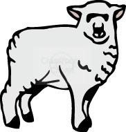 sheep_188.jpg