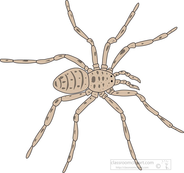 brown-garden-spider-clipart.jpg