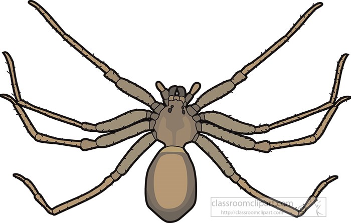 brown-recluse-spider.jpg