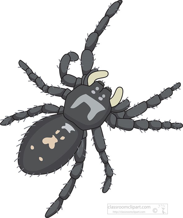 common-jumping-spider-clipart.jpg