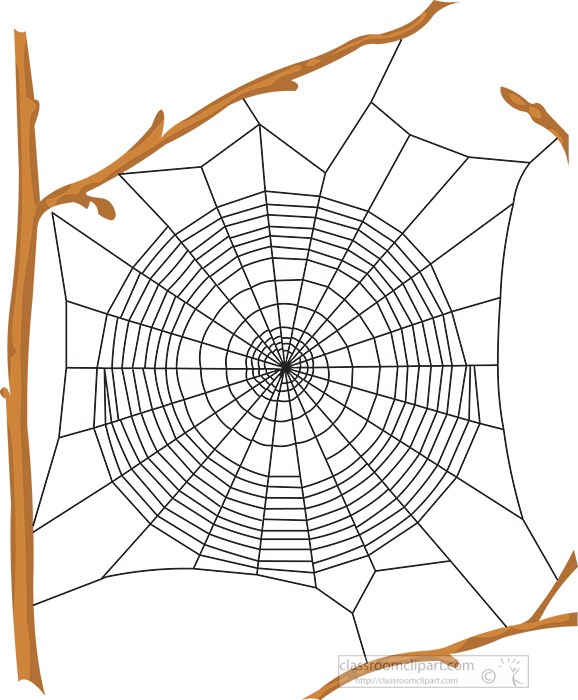 large-spider-web-attached-to-tree-branches.jpg