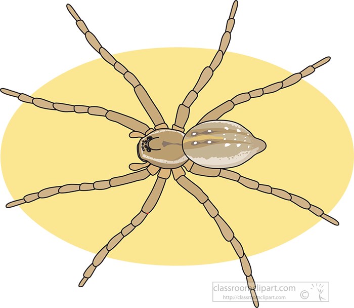 six-spotted-fishing-spider.jpg