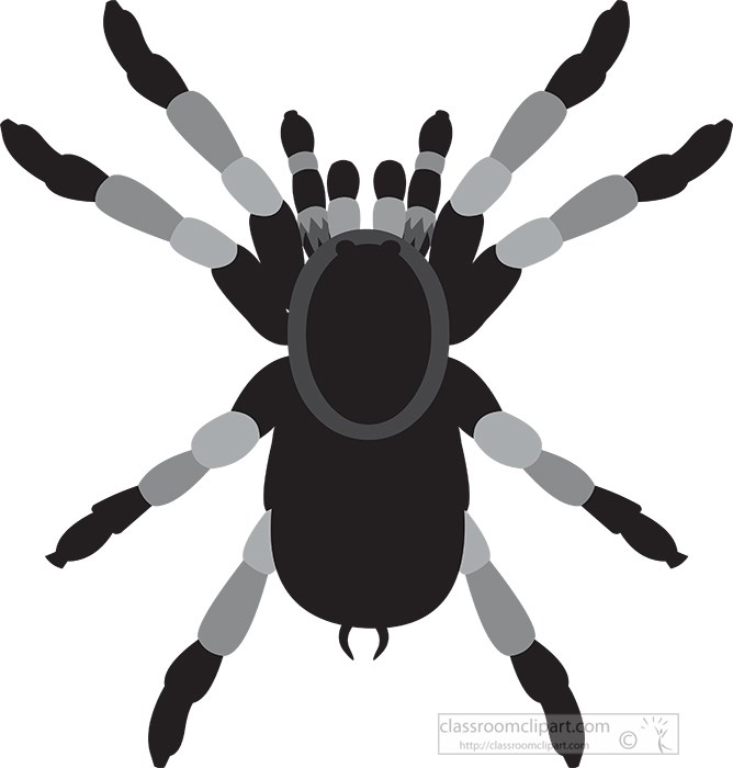 tarantula-spider-gray-clipart.jpg
